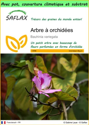 Image de SAFLAX Garden to go - Arbre à orchidées - 8 graines - Bauhinia