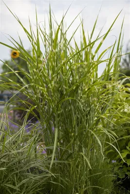 Produktbild von Miscanthus sinensis 'Gold Breeze', Chinaschilf, gestreift, 2 Liter Container