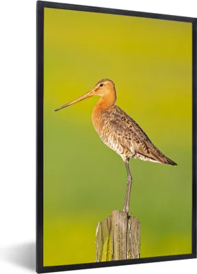 Produktbild von MuchoWow® Gerahmtes Poster Vogel - Tiere - Uferschnepfe - Pfahl - Grün 60x90 cm - Poster mit Schwarzem Bilderrahmen Wandposter Rahmen Foto Bilder - Kunst