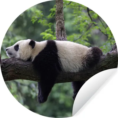 Produktbild von MuchoWow® Runde Wandtattoo - Wandsticker Tapete Aufkleber Panda - Baum - Tiere - Natur Ø 80 cm Selbstklebend und Repositionierbar - Wandaufkleber - Kreis - Mauerkreis - Wand Bilder - Wandsticker - Wohnzimmer Dekoration - Dekoration für die Wände - Aluminium - Babyzimmer
