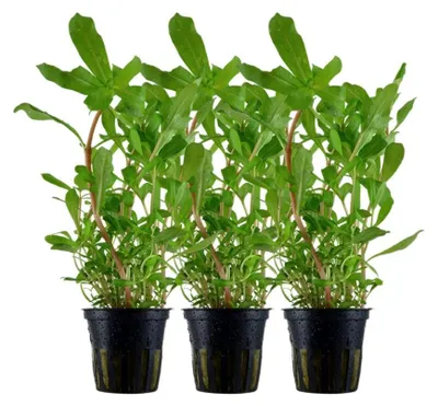 Produktbild von Aquarium Pflanze 3 Stück Ammannia crassicaulis AquaOne Nr.033B Wasserpflanzen