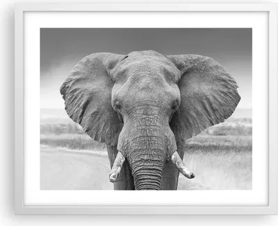 Produktbild von Gerahmtes Poster - Weißer Rahmen - Elefant Afrika Tier - 50x40 cm - Wand Bild - Wanddeko - Wandbilder - Kunstposter - Wandposter - Bilderrahmen - Bilder - Kunstdruck - Wanddekoration - P2WAA50x40-5072