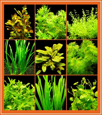 Produktbild von Easy-Set 2 - Einfach Zu Pflegende Aquarienpflanzen 60L