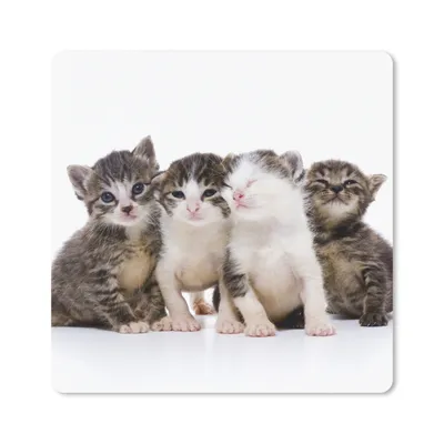 Produktbild von MuchoWow® Mauspad Mousepad Katze - Haustiere - Fell - Porträt 20x20 cm - Mousepads - Maus Mat - Pad - Mausunterlage - Desk Mat - Bureauartikeln