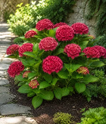 Productafbeelding van Hortensia 'Alpenglühen' in een pot van 2 liter – rode boerenhortensia, Hydrangea macrophylla, geschikt voor tuin, terras en potten, AI-gegenereerde afbeelding