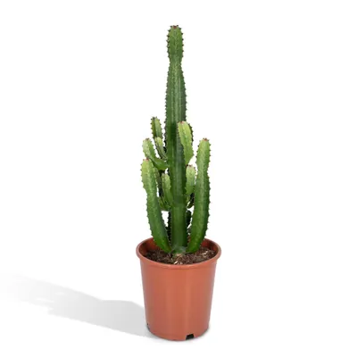 Produktbild von Euphorbia Acrurensis