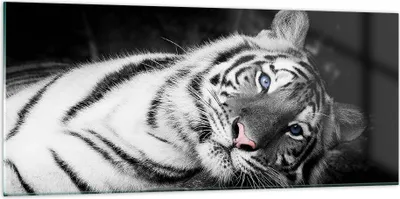 Produktbild von Bilder auf glas - Einteilig - Weiß Tiger Schwarz und Weiß - 120x50cm - Glasbilder - Wandbilder - Bilder - Wanddekoration aus Glas - Glas Bilder - Wandbild auf Glas - GAB120x50-4247