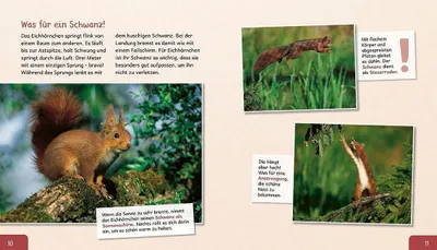Produktbild von Meine große Tierbibliothek: Das Eichhörnchen