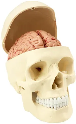 Produktbild von Anatomisches Modell Schädel und Gehirn mit Ziffern für medizinisches Lernen