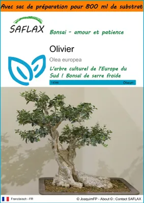 Image de SAFLAX Garden in the bag - Olivier - 20 graines - Olea