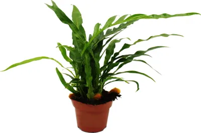 Zdjęcie produktu dla Paproc wezowa - Aglaomorpha coronans "Jim" - doniczka 12 cm