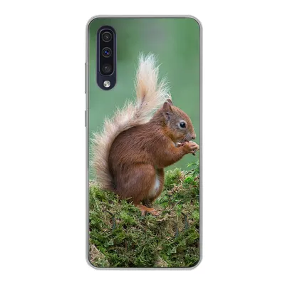 Produktbild von MuchoWow® Handyhülle Schutzhülle Hülle für Samsung Galaxy A30s Waldtier - Eichhörnchen - Moos Silikon Softcase Handy Hülle - Karteninhaber