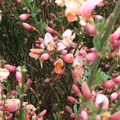 Produktbild von 2 x Edelginster - Cytisus 'Zeelandia' | 40-60 cm im Container