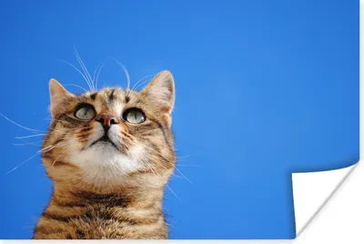 Produktbild von MuchoWow® Poster Katze - Braun - Luft - Mädchen - Jungen - Kinder 30x20 cm - Plakate - Print