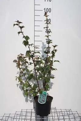 Zdjęcie produktu dla Neillia affinis - Winorośl czerwonych winogron 40-60 cm - Pojemnik