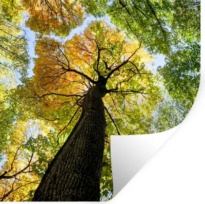 Produktbild von MuchoWow® Wandtattoo Wandsticker Wandaufkleber Baum - Natur - Wald 80x80 cm Selbstklebend und Repositionierbar - Wierderverwendbar - Selbstklebend