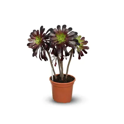 Image de Aeonium - ↕ 45-50 cm - ⌀ 17 cm - cactus et plantes grasses