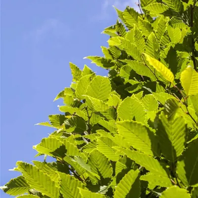 Produktbild von Carpinus betulus Monumentalis - Kompakte Säulenhainbuche