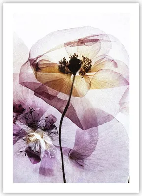 Produktbild von Poster - Poster ohne Rahmen - blume sommer natur - 50x70 cm - Wand Bild - Wanddeko - Wandbilder - Kunstposter - Wandposter - Bilder - Kunstdruck - Wanddekoration - Wandbild - P2XPA50x70-3821