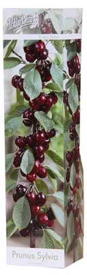 Productafbeelding van PatioPlant Prunus avium ‘Sylvia’ | compacte kersenboom | 30 tot 40 cm hoog | In 9 cm pot | Voor tuin, terras en balkon