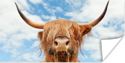 Produktbild von MuchoWow® Poster Schottischer Highlander - Wolke - Tiere 120x60 cm - Bild