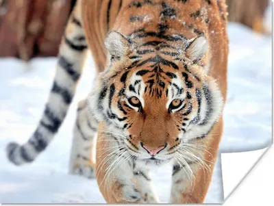Produktbild von MuchoWow® Poster Tiger - Schnee - Tiere 160x120 cm - Foto Plakat