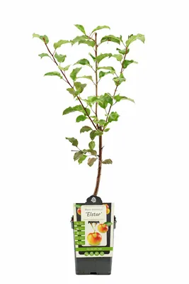 Produktbild von Apfelbaum Elstar 100–120 cm Halbstamm im Topf – Malus domestica – Topfgewachsen – ertragreiche Obstpflanze für Garten & Terrasse