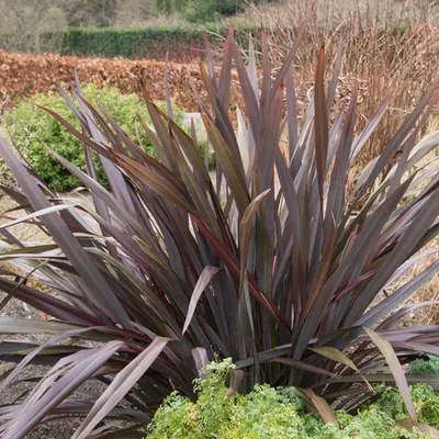 Produktbild von Neuseelandflachs - Phormium tenax 'Purpureum'  | 60-80 cm in Container