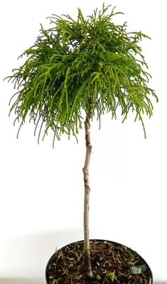 A small, potted evergreen tree with a single trunk and a rounded, bushy top.