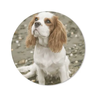 Produktbild von MuchoWow® Mauspad Mousepad Ein Cavalier King Charles Spaniel schaut auf 20x20 cm - Mousepads - Maus Mat - Pad - Mausunterlage - Schreibtischmatte