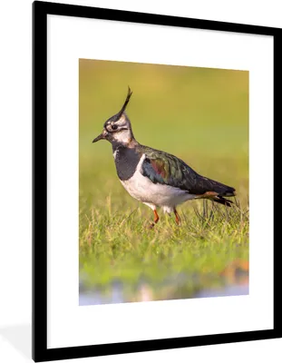 Produktbild von MuchoWow® Gerahmtes Poster Vogel - Gras - Natur - Tiere - Kiebitz 60x80 cm - Poster mit Schwarzem Bilderrahmen Wandposter Rahmen Foto Bilder - Wohnzimmer - Dekorationen - Prämie