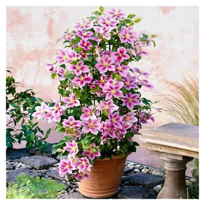 Produktbild von Clematis Piilu - Kletterpflanze - Lavendelrosa/Pink, Mehrjährig blühend und winterhart - 1,5 Liter Topf