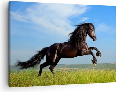 Produktbild von Bild auf Leinwand - Leinwandbild - Schwarzes Pferd Pferd Galopp - 70x50cm - Wand Bild - Wanddeko - Leinwanddruck - Bilder - Kunstdruck - Wanddekoration - Leinwand bilder - Wandkunst - AA70x50-0495