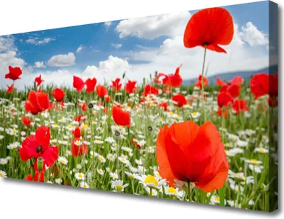 Produktbild von Tulup Leinwand-Bilder 100x50 Wandbild Canvas Kunstdruck Wiese Blumen Natur
