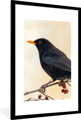 Produktbild von MuchoWow® Gerahmtes Poster Amsel - Vogel - Zweige - Beere - Rot 60x90 cm - Poster mit Schwarzem Bilderrahmen Wandposter Rahmen Foto Bilder - Dekoration - Wandposter Wohnzimmer - Hochwertig