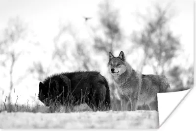 Produktbild von MuchoWow® Poster Weißer Wolf mit einem schwarzen Wolf - schwarz und weiß 60x40 cm - Schlafzimmerdekoration