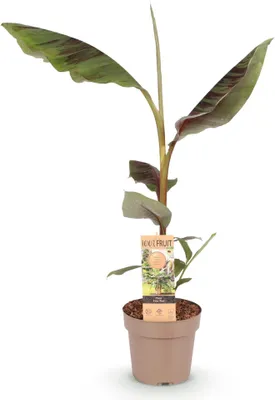 Produktbild von GreenboutiQ - Obstpflanze - Japanische Bananenpflanze Winterhart - Musa Ever Red - Winterhart - Topf 21cm Höhe 70-90cm