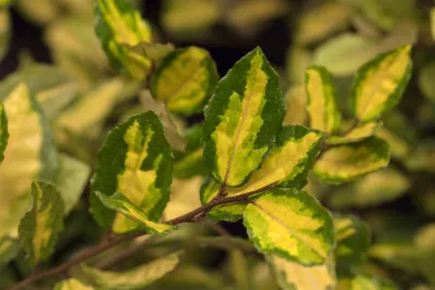 Produktbild von Elaeagnus pungens 'Maculata', Silberbeere, gelb-grün, 30–40 cm