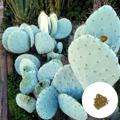 Obrázek produktu pro Semena kaktusu - balení 5 ks - Robustní - Opuntia Robusta - Opuncie robustní (modrá)