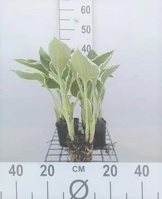 Immagine prodotto di 6 x Hosta hybr. 'Francee' - Hosta - Vaso 9 x 9 cm