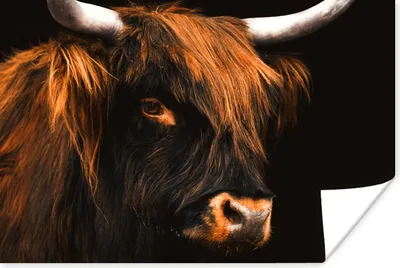 Produktbild von MuchoWow® Poster Schottischer Highlander - Schwarz - Kuh - Horn - Tiere 60x40 cm - Schlafzimmerdekoration