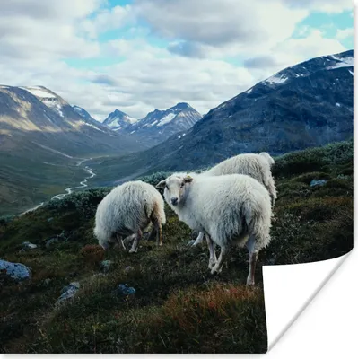 Produktbild von MuchoWow® Poster Schafe - Natur - Berge 100x100 cm - Babyzimmer