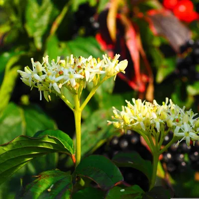 Produktbild von 2 x Roter Hartriegel - Cornus sanguinea | 60-80 cm in Container