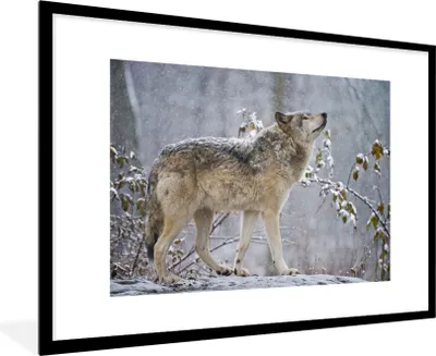 Produktbild von MuchoWow® Gerahmtes Poster Wolf - Schnee - Winter 90x60 cm - Poster mit Schwarzem Bilderrahmen Wandposter Rahmen Foto Bilder - Wanddekoration - Fotos