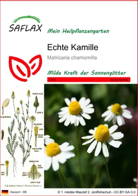 Produktbild von SAFLAX - Heilpflanzen - Echte Kamille - 300 Samen - Matricaria chamomilla