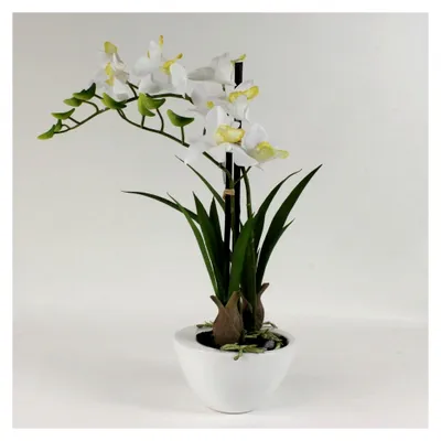 Produktbild von Dendrobium in weißer Schale 40 cm