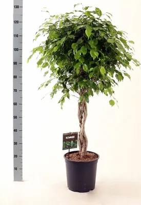 Produktbild von Figowiec brzozowy Ficus Benjamina Exotica łodyga 120 cm - Łatwa w pielęgnacji roślina domowa, zielona roślina dekoracyjna do domu