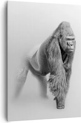 Produktbild von Bild auf Leinwand - Leinwandbild - Einteilig - Orang-Utan Tier - 70x100cm - Wand Bild - Wanddeko - Wandbilder - Leinwanddruck - Kunstdruck - Wanddekoration - Leinwand bilder - Wandbild - PA70x100-4105