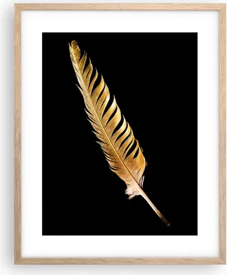 Produktbild von Gerahmtes Poster - Rahmen in heller Eiche - Golden Feder Schwarz - 40x50 cm - Wand Bild - Wanddeko - Wandbilder - Kunstposter - Wandposter - Bilderrahmen - Bilder - Kunstdruck - P2NPA40x50-4887