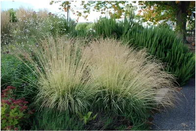 Produktbild von Stauden Gänge 5 x Molinia caerulea 'Variegata' im 1 Liter Topf - Buntes Kleines Pfeifengras - Filigrane Schönheit mit gestreiftem Charme